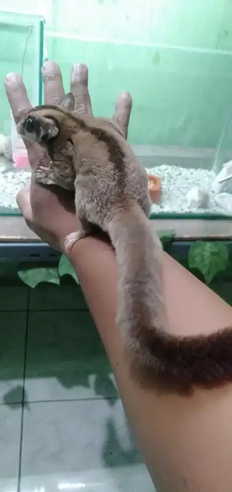 Sugar glider classic grey