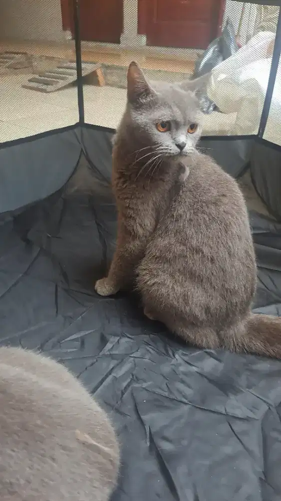 Open Adopt Kucing Betina dan Jantan (2)