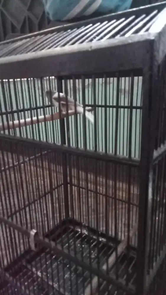 Burung kenari gacor wrna simetris no minust
