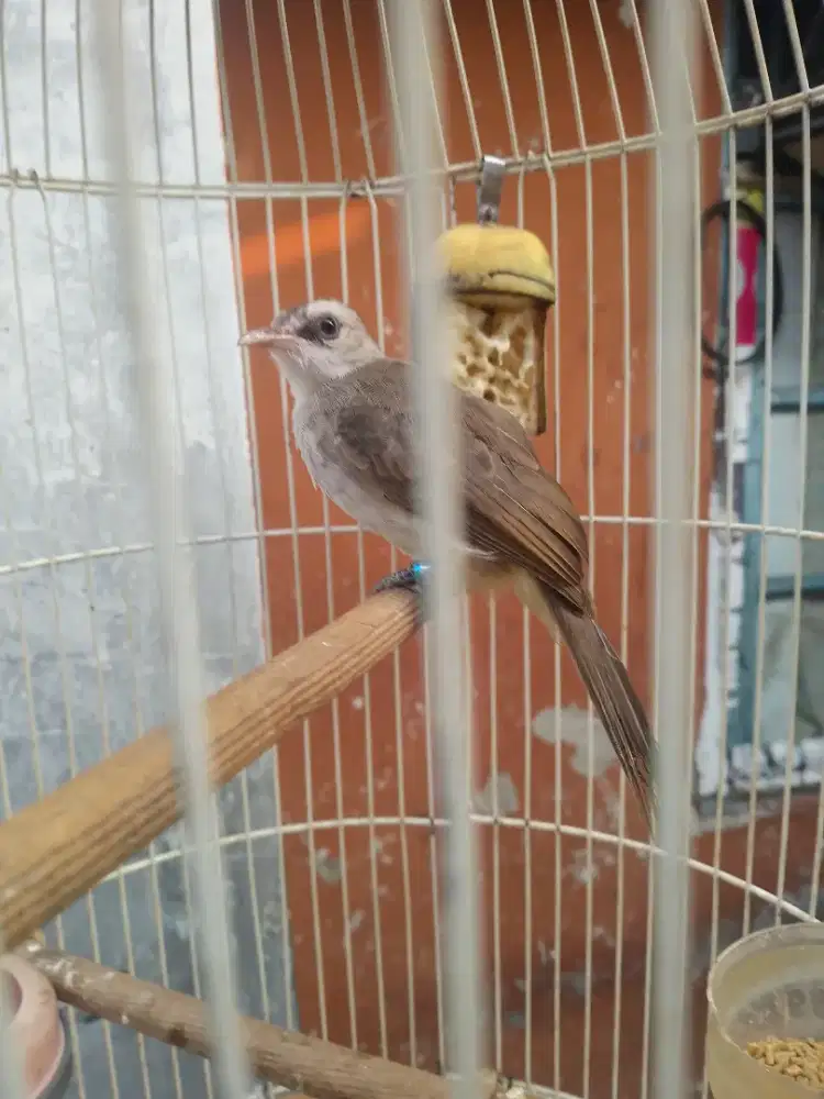 Dijual burung trucuk jinak fullset