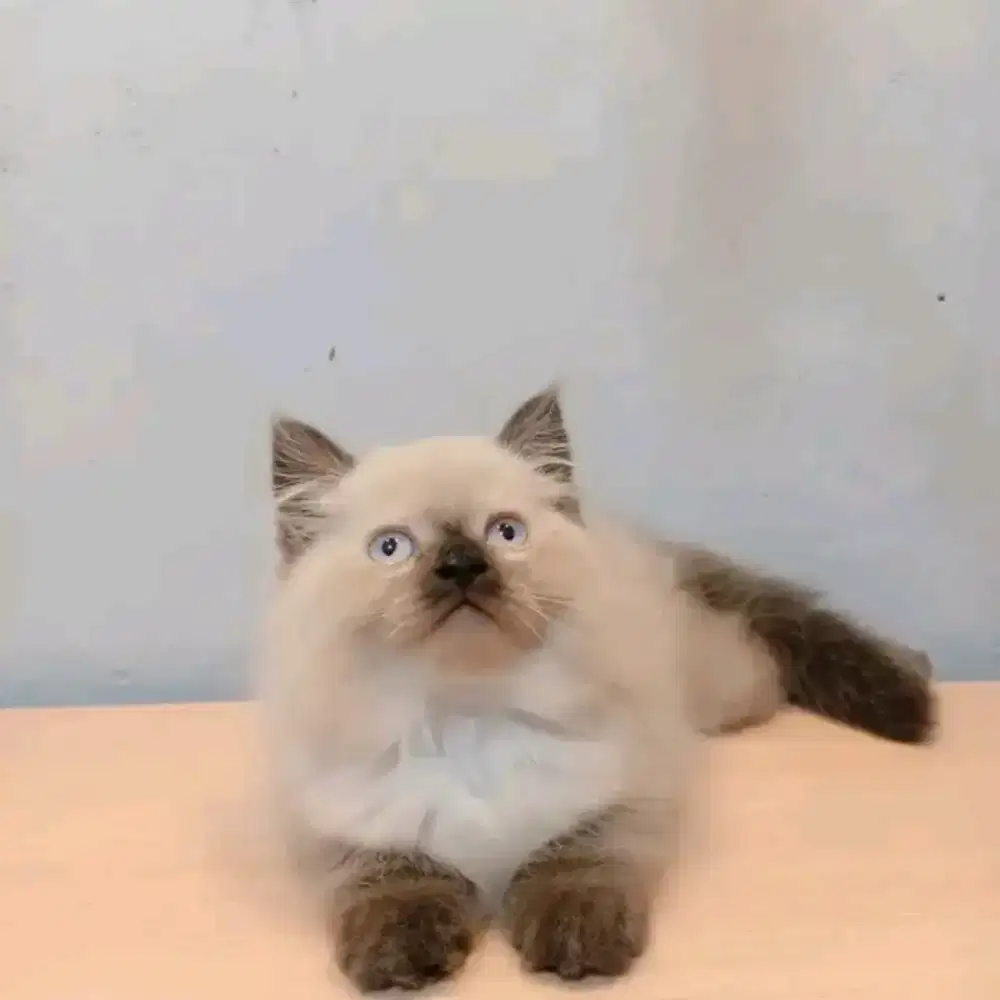Anakan kucing Himalaya umur 3bln