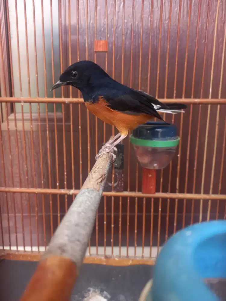 Murai Pastol katuranggan gahar prospek cerah