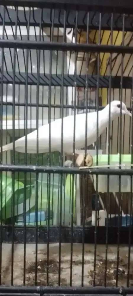 DUA EKOR BURUNG