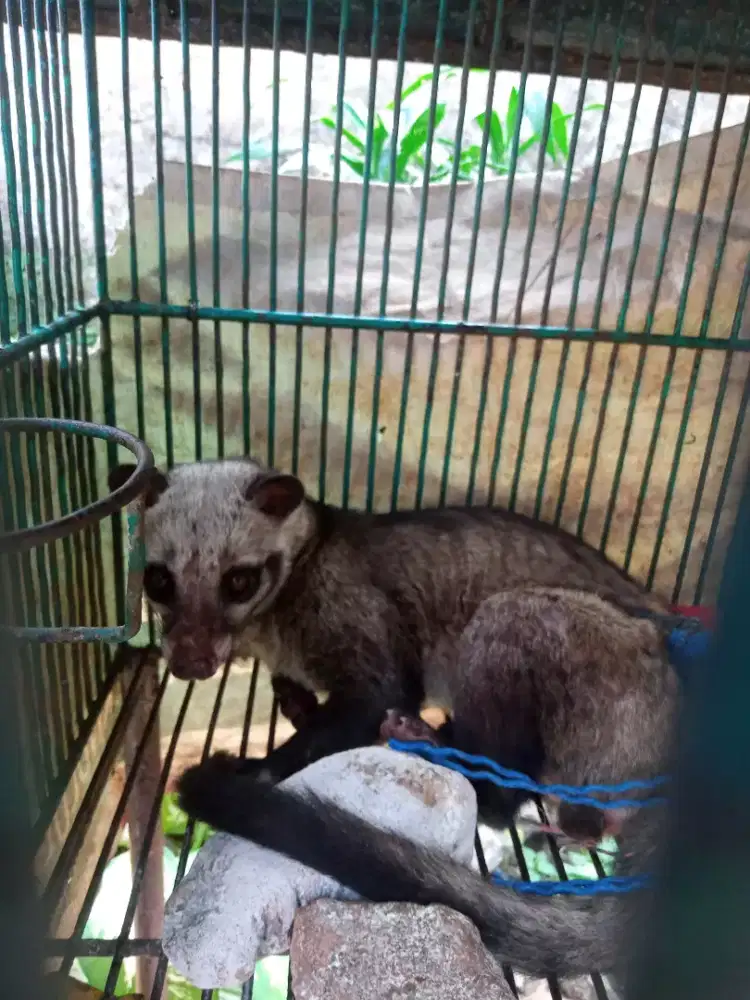 Musang pandan di jual