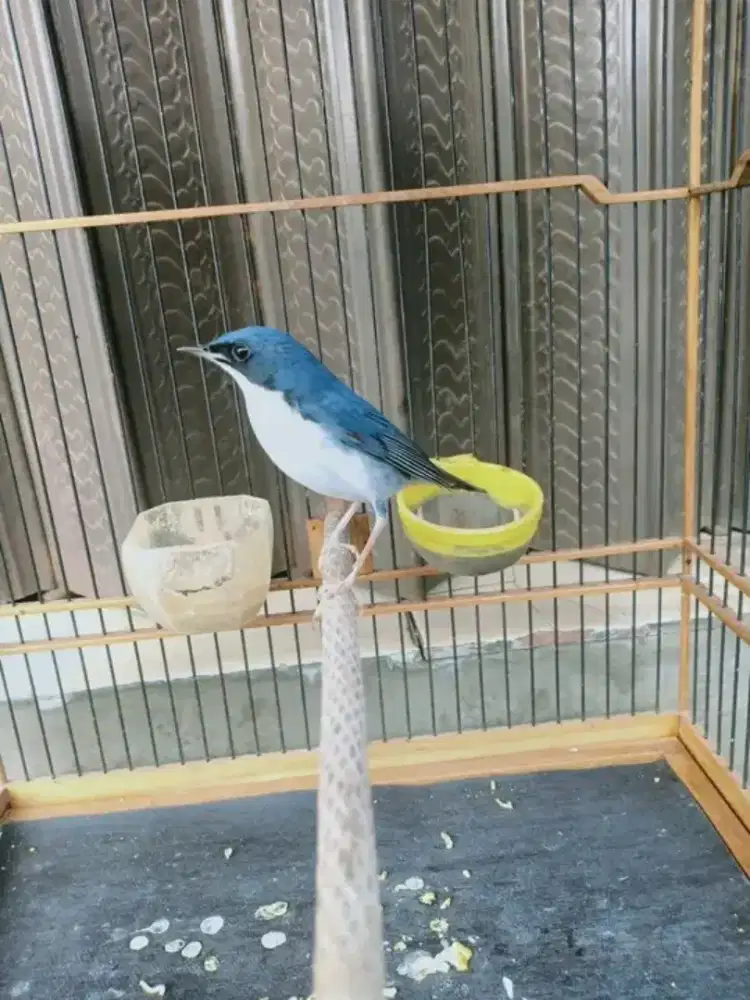 Burung langka Siberian blue robin jantan
