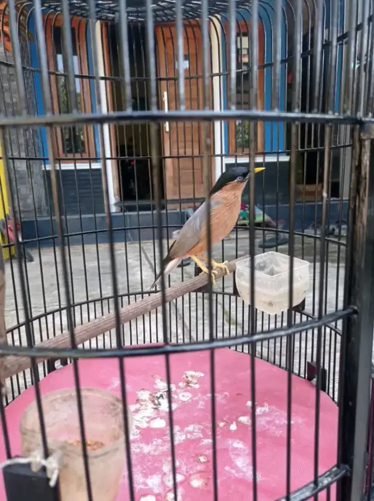 Burung jalak brahmana