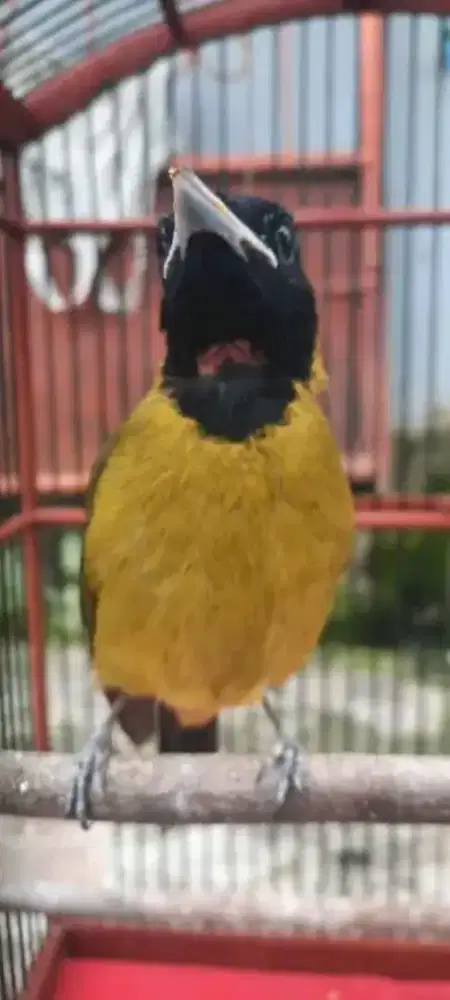 Burung samyong NTB mulus