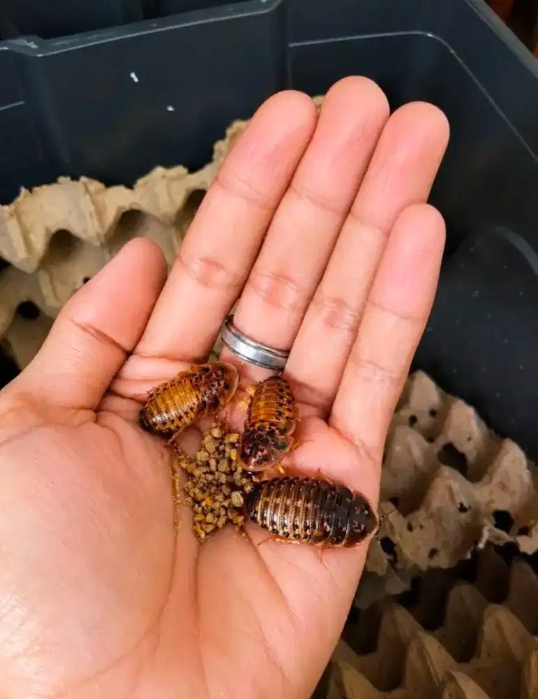 KECOA DUBIA PREMIUM, PAKAN TINGGI PROTEIN UNTUK HEWAN PELIHARAAN
