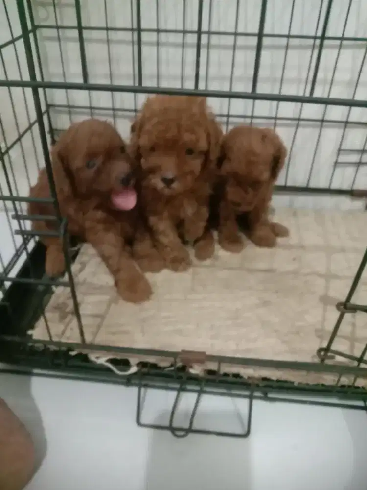Anakan poodle jtn btn 5 Minggu