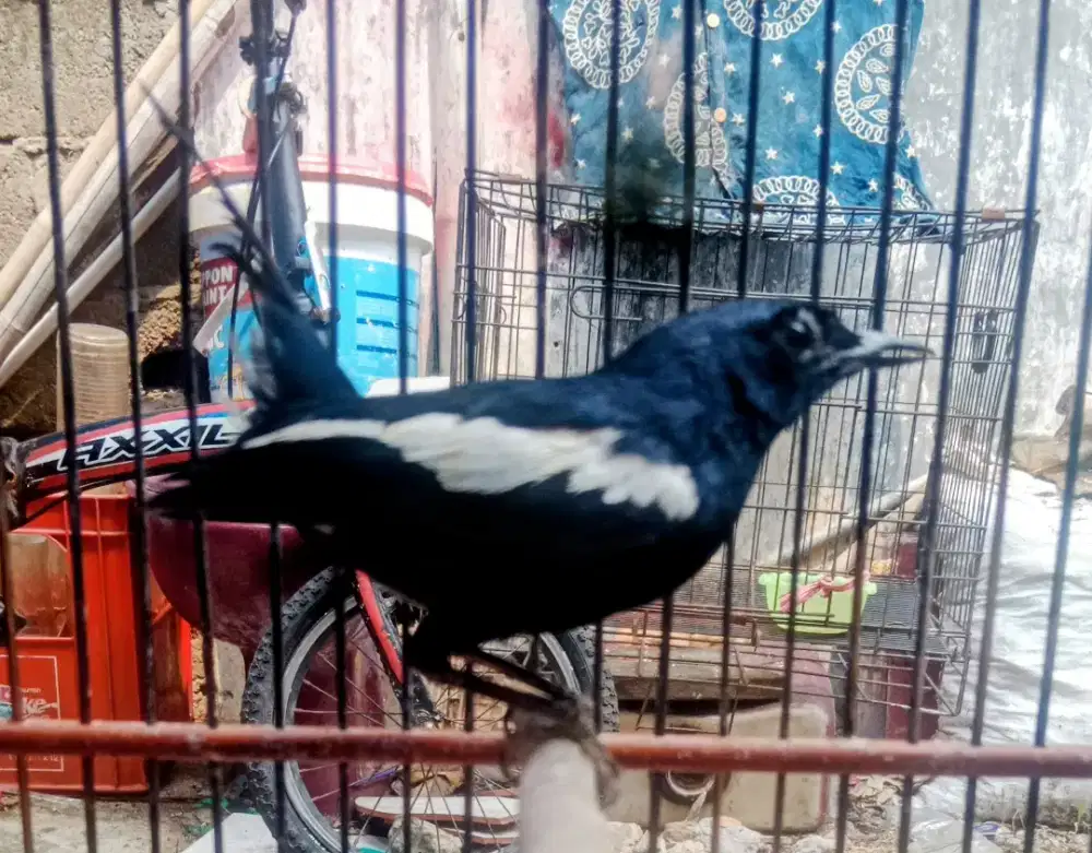 Kacer dada hitam