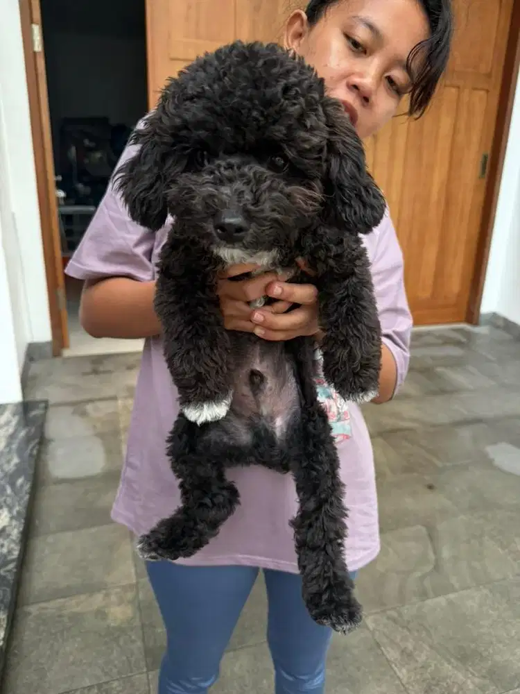 poochon premium boy