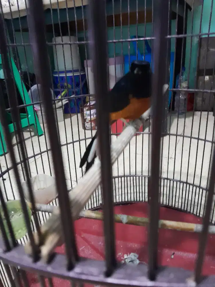 Burung murai batu + kandang