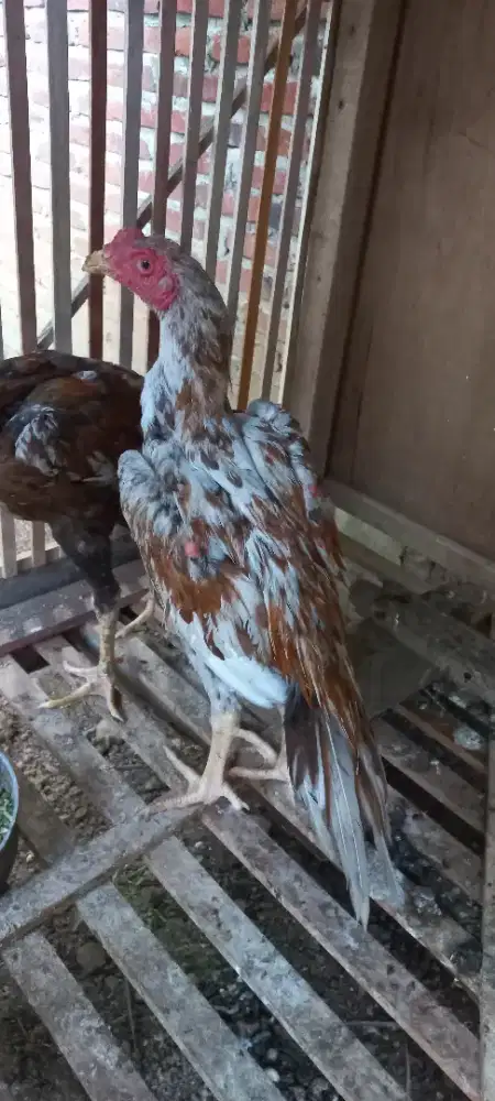 Ayam Muda Ekor Lidi Ori