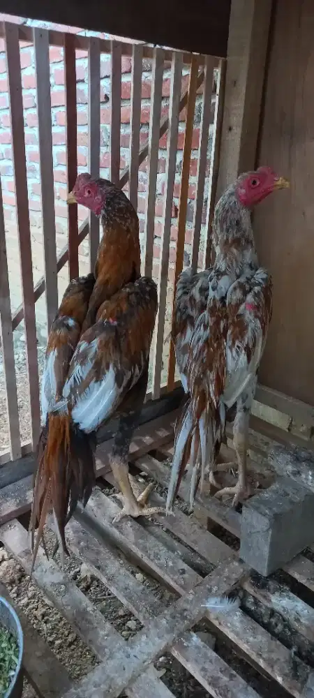Ayam Muda Ekor Lidi Ori