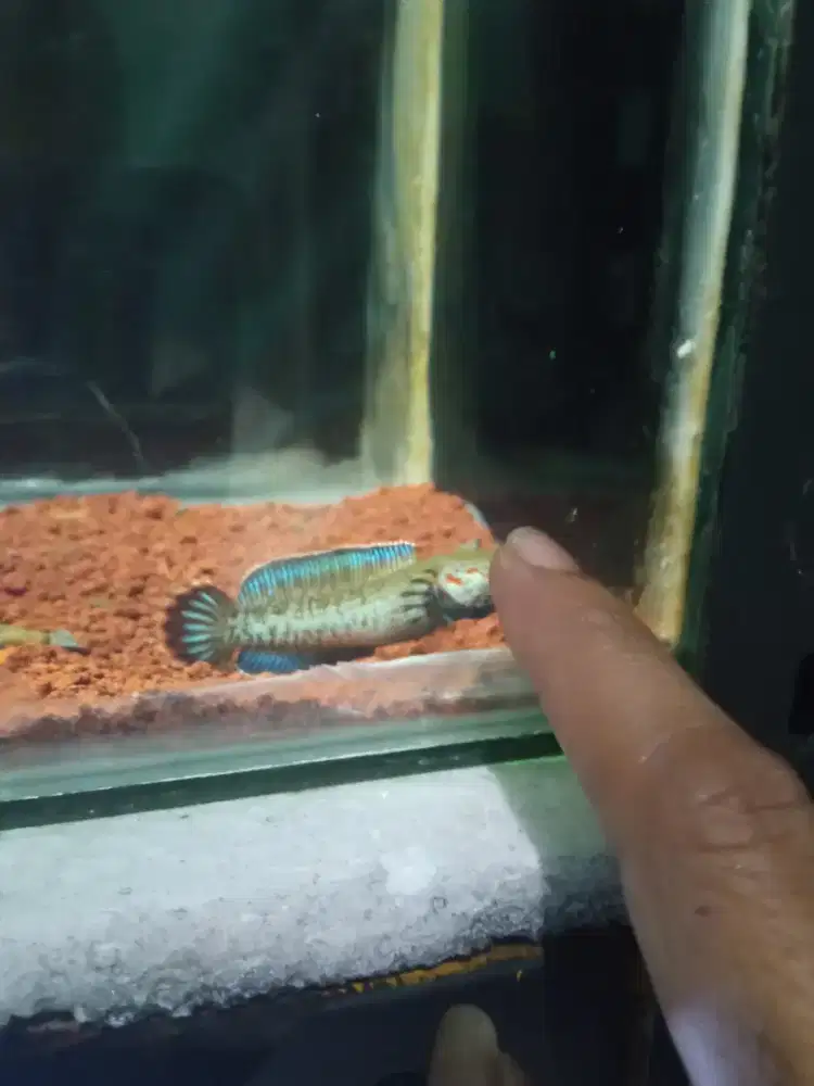 Channa Blue andrao