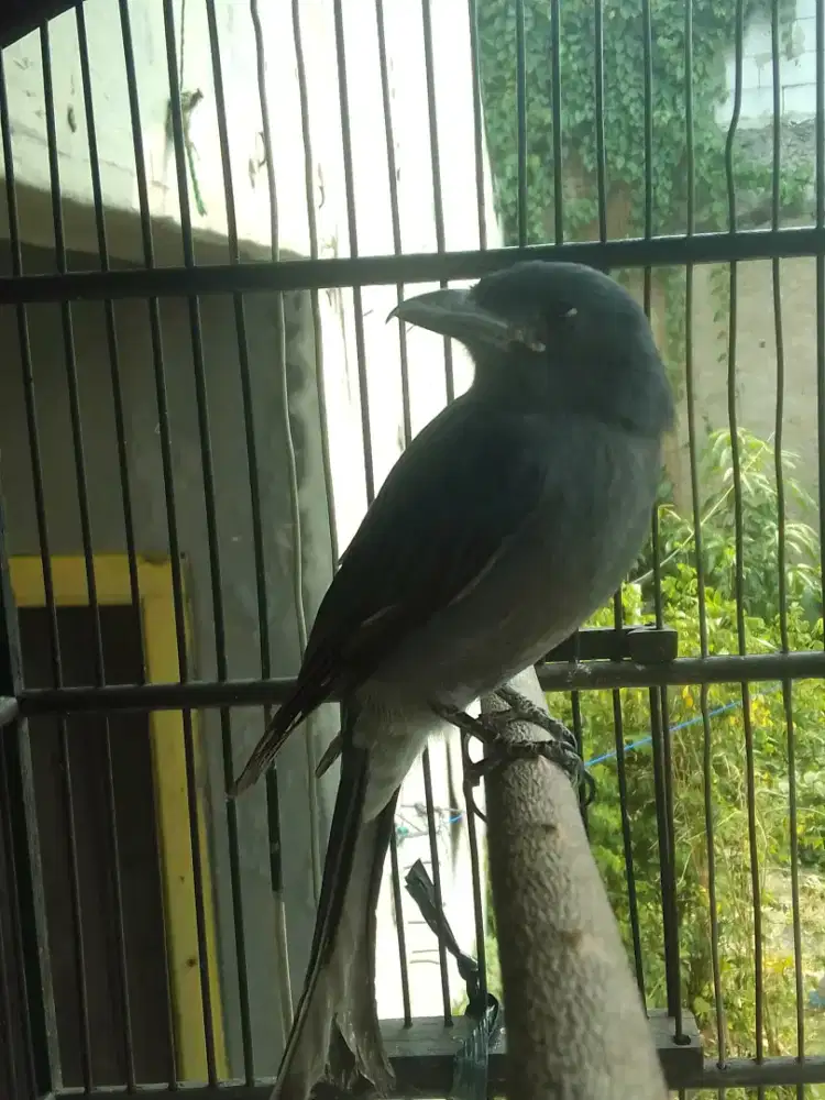 SRIGUNTING ABU MATA PUTIH JINAK DARI ANAK 1,5 JUTA FULSET