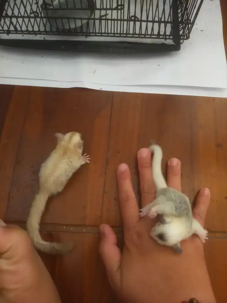 Sugar glider anakan