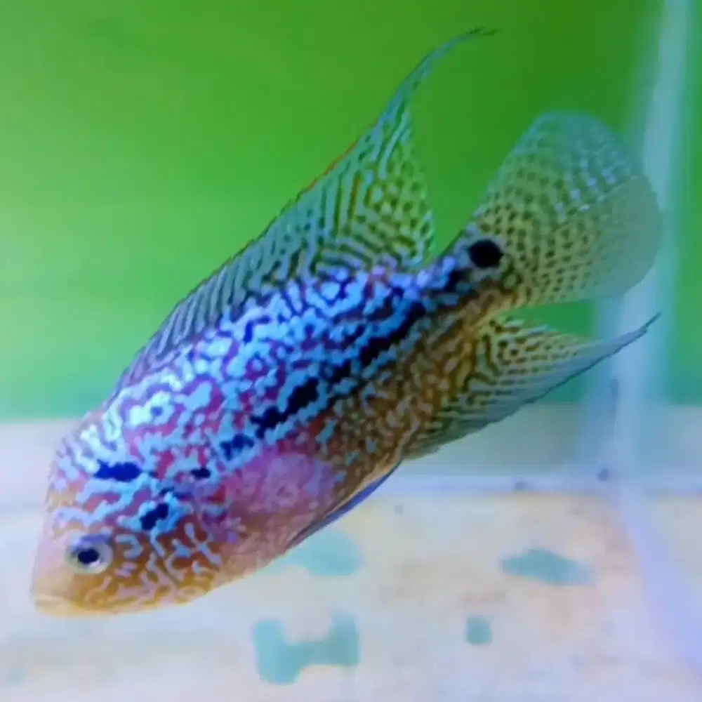 Ikan Louhan Kamfa F2