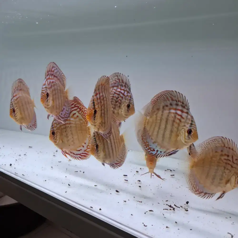 Ikan hias akuarium aquarium aquascape discus diskus dari amazon cantik