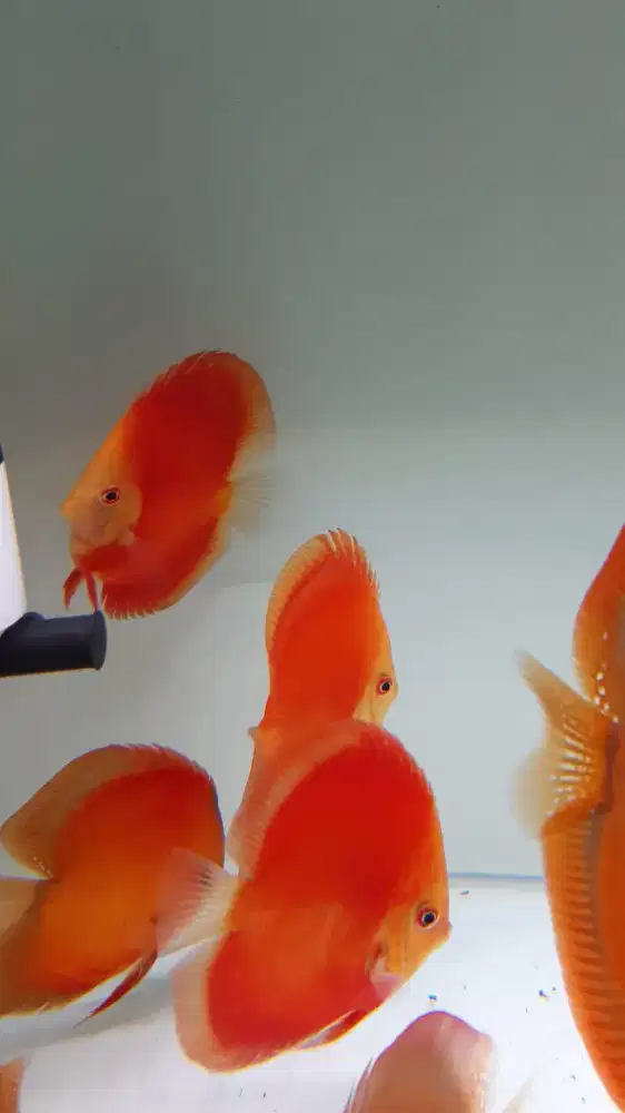 Ikan hias aquarium akuarium aquascape discus diskus red melon dll