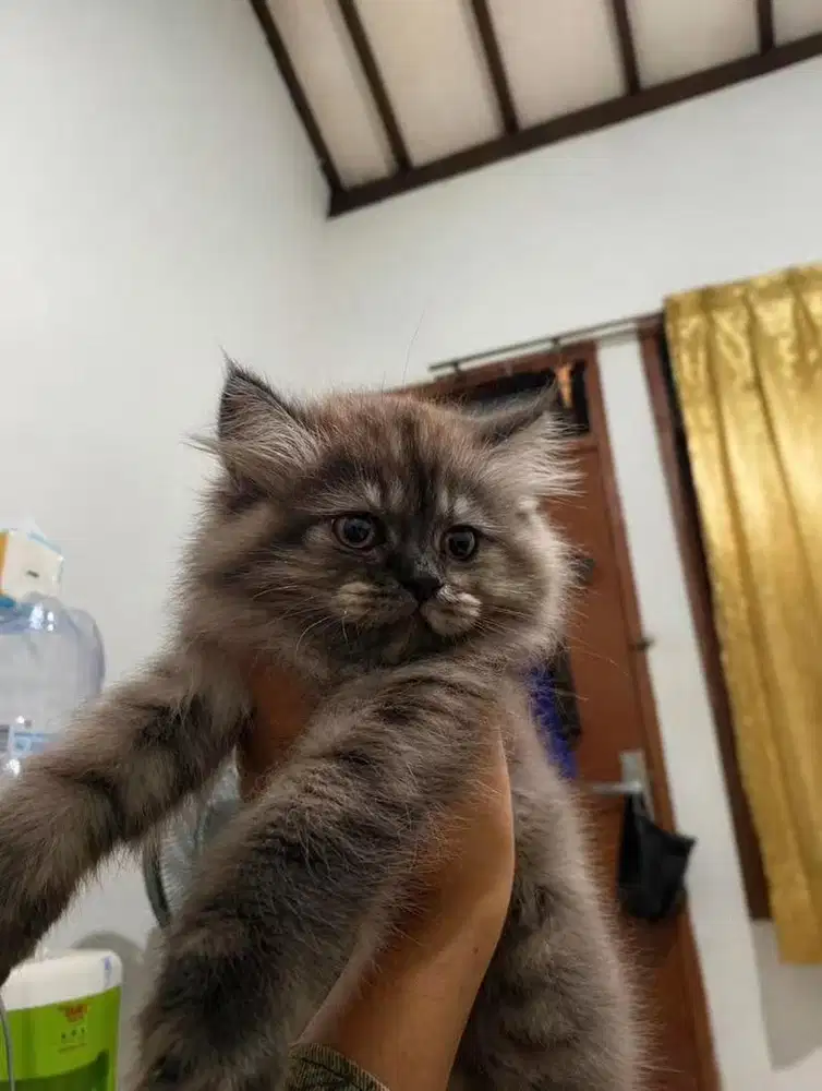 Kitten persia himalaya