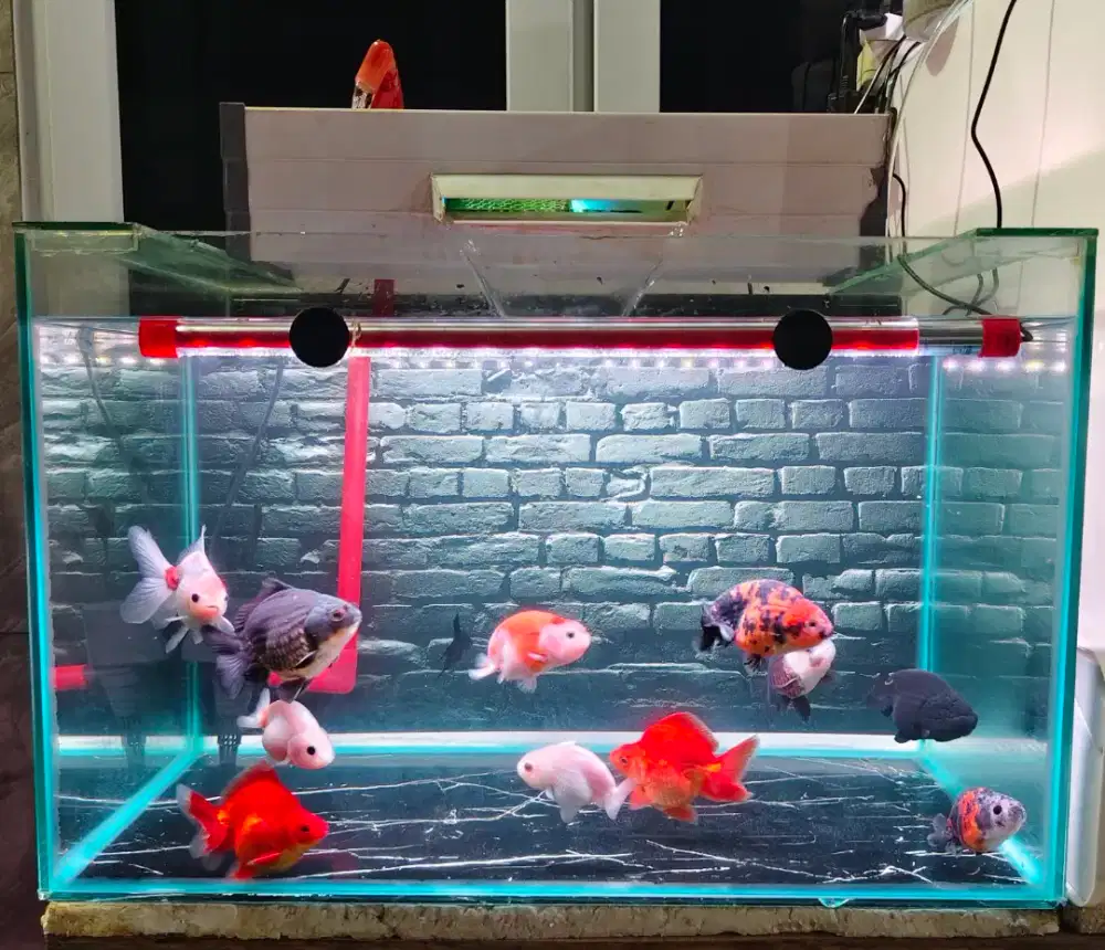 Ikan koki full set
