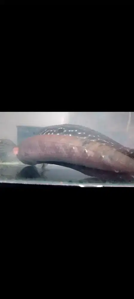 Ikan maru Ys 25 cm an
