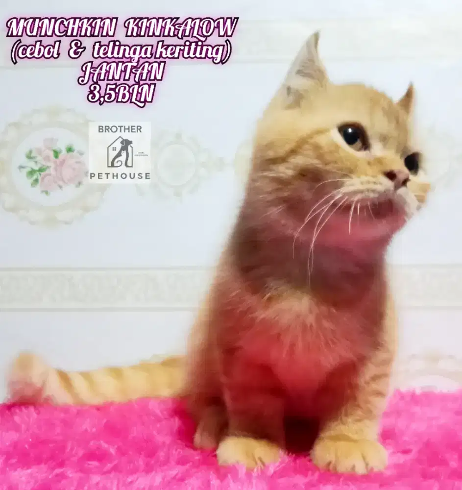 MUNCHKIN KINKALOW JANTAN