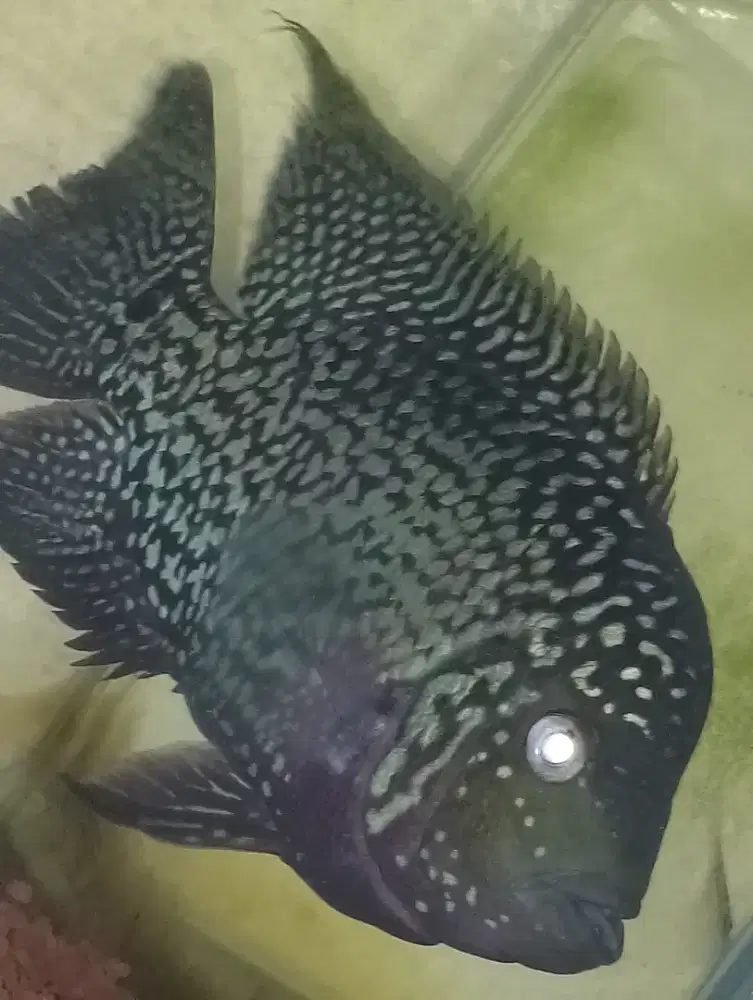Ikan louhan kamfa f2 mata putih