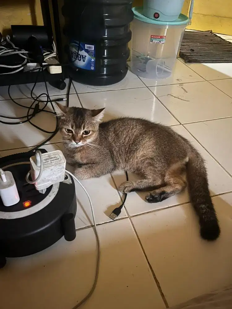 Kucing bsh golden