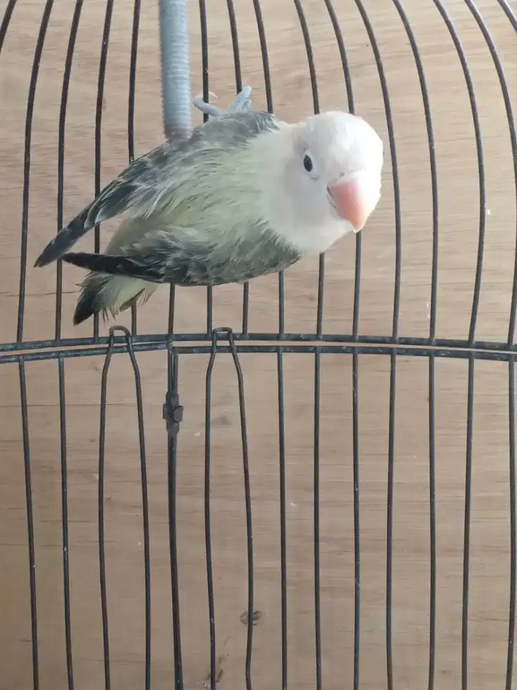 Lovebird biola aqua euwing mouve b2 jantan mapan