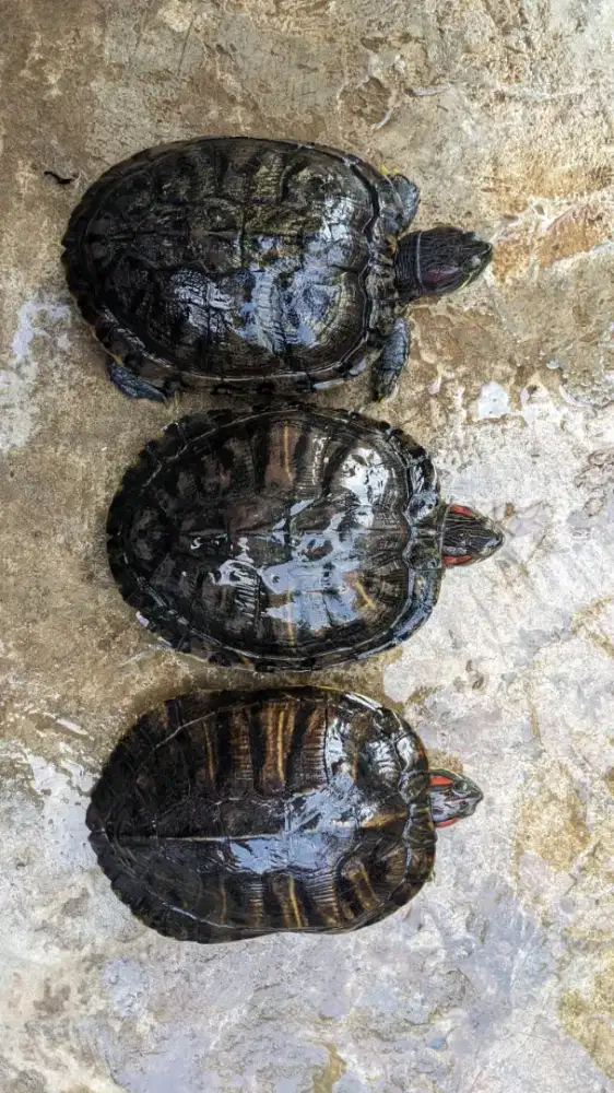 3 Kura kura Brazil Betina