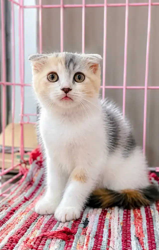 SCOTTISH FOLD CALICO
