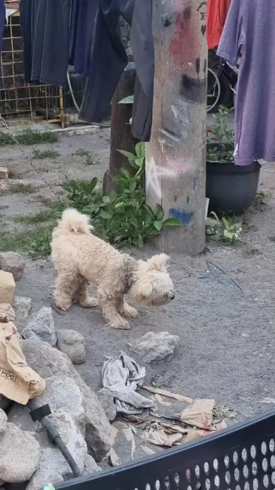 Anjing Jantan Ras Kecil Lucu Banget