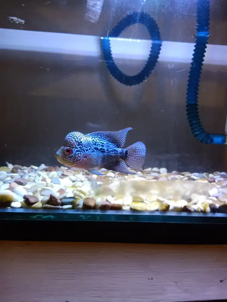 Ikan lohan full set