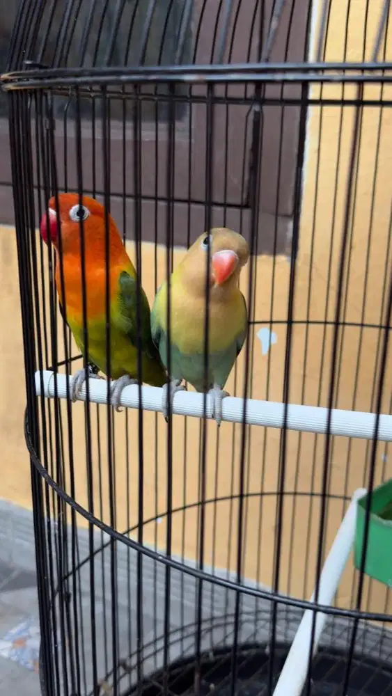 JUAL FULLSET LOVEBIRD BIOLA GREEN X PB TURQOISE