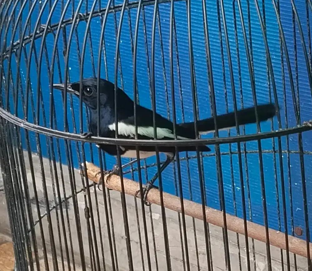 Burung kacer jantan no minus + kandang, jinak lalat semi pur.