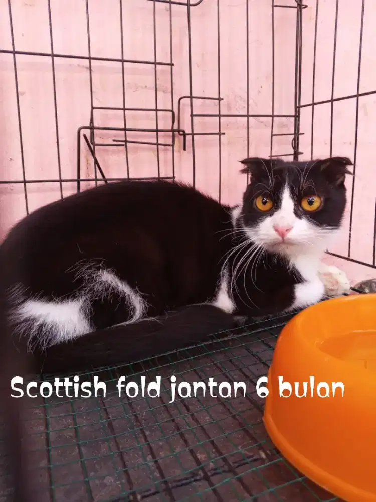 Kucing Scottish fold