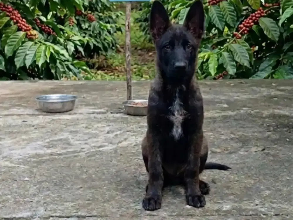 Belgian Malinois Cakep