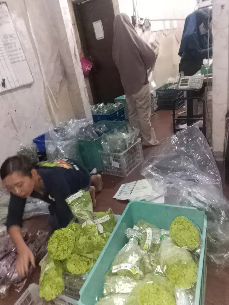 Staff packing & sortir sayuran