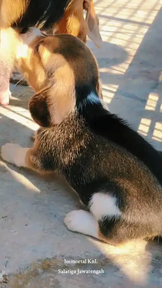 Beagle Puppy threecolor Male