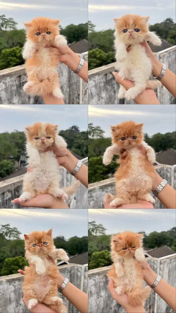 kucing peak nose