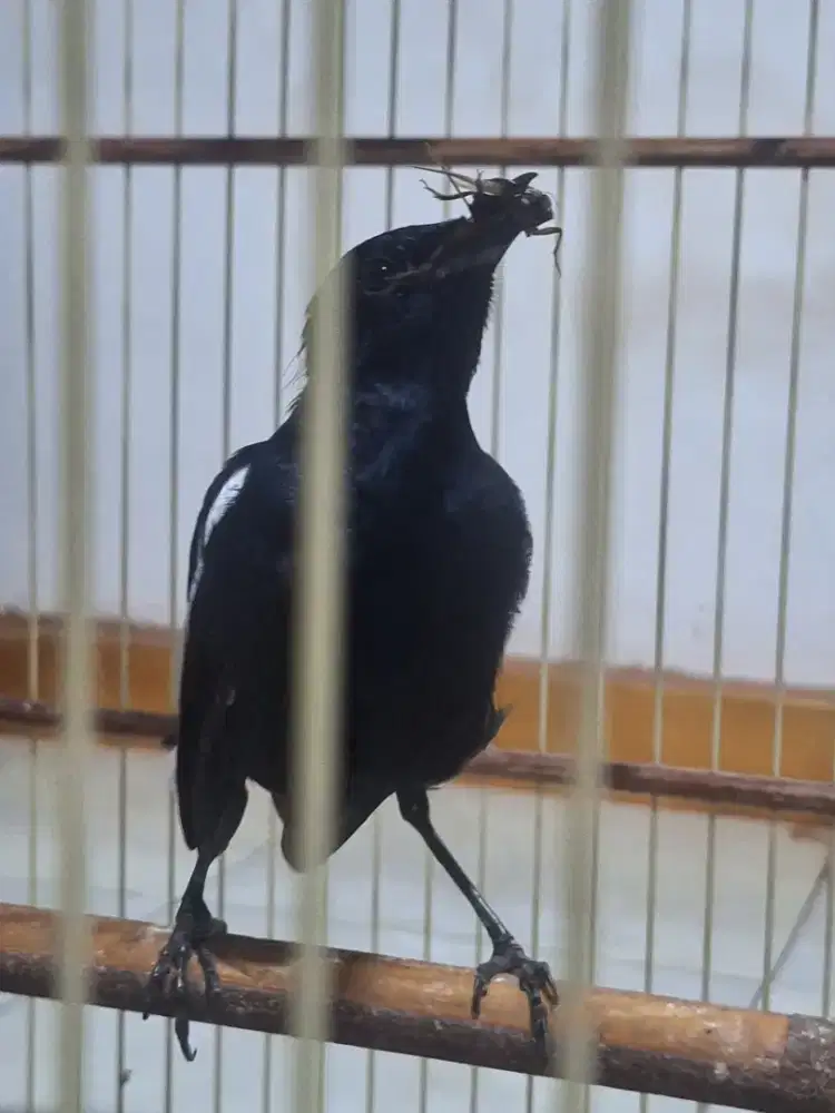 Kacer dada hitam