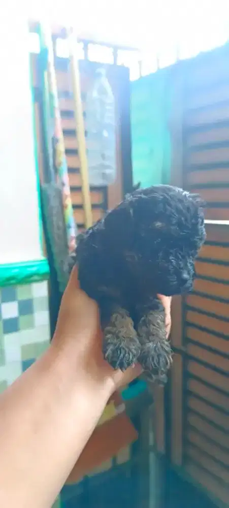 Mencari adopter dogy
