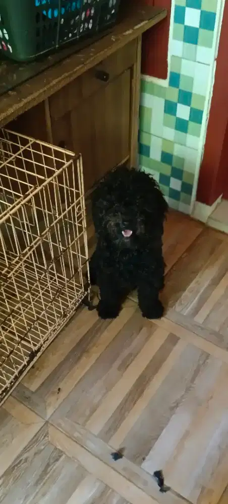 Mencari adopter dogy