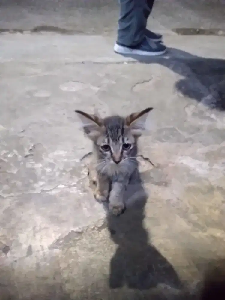 Kucing motif mujair jantan