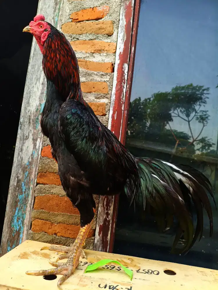 Ayam bangkok khoytrad
