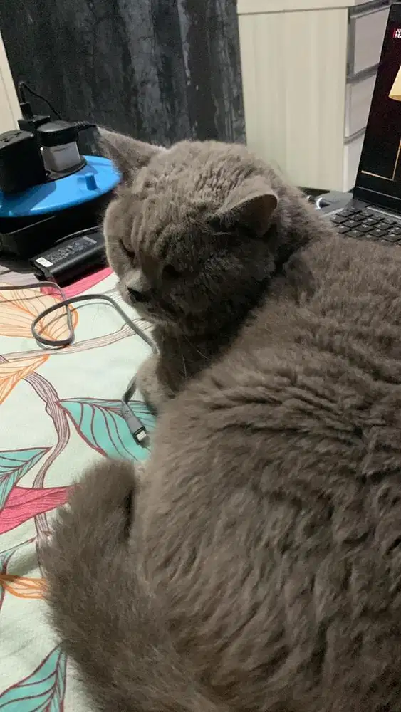 Kucing British Shorthair Jantan Nonped 6Tahun BSH Bekasi