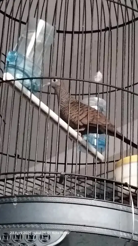 Dijual perkutut Bangkok