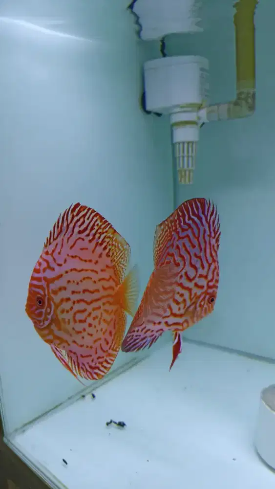 Ikan hias aquarium akuarium discus diskus pigeon pair
